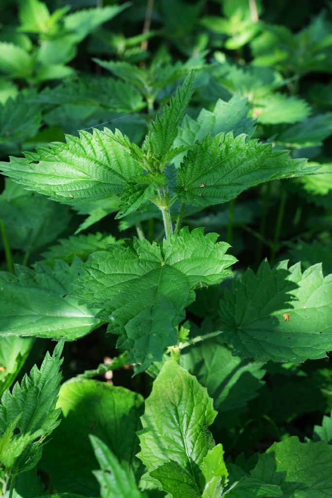 nettles close up