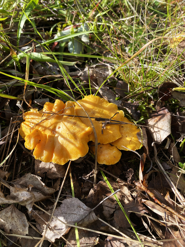 wild chantarelle