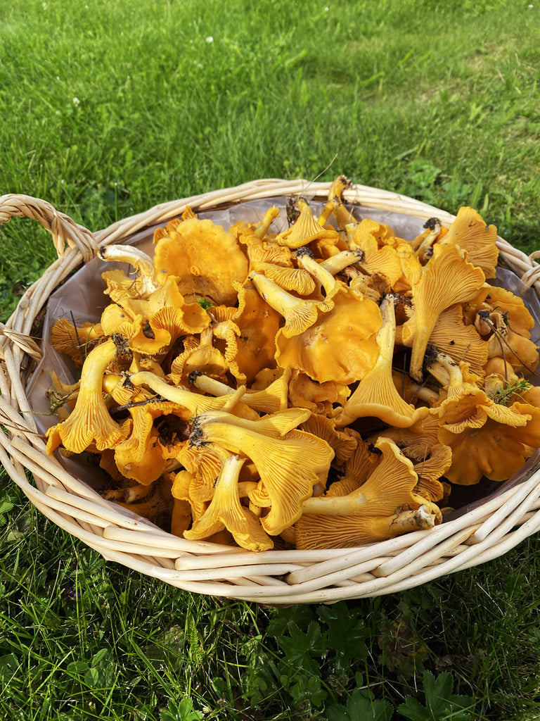 basket with chantarelle mushrooms