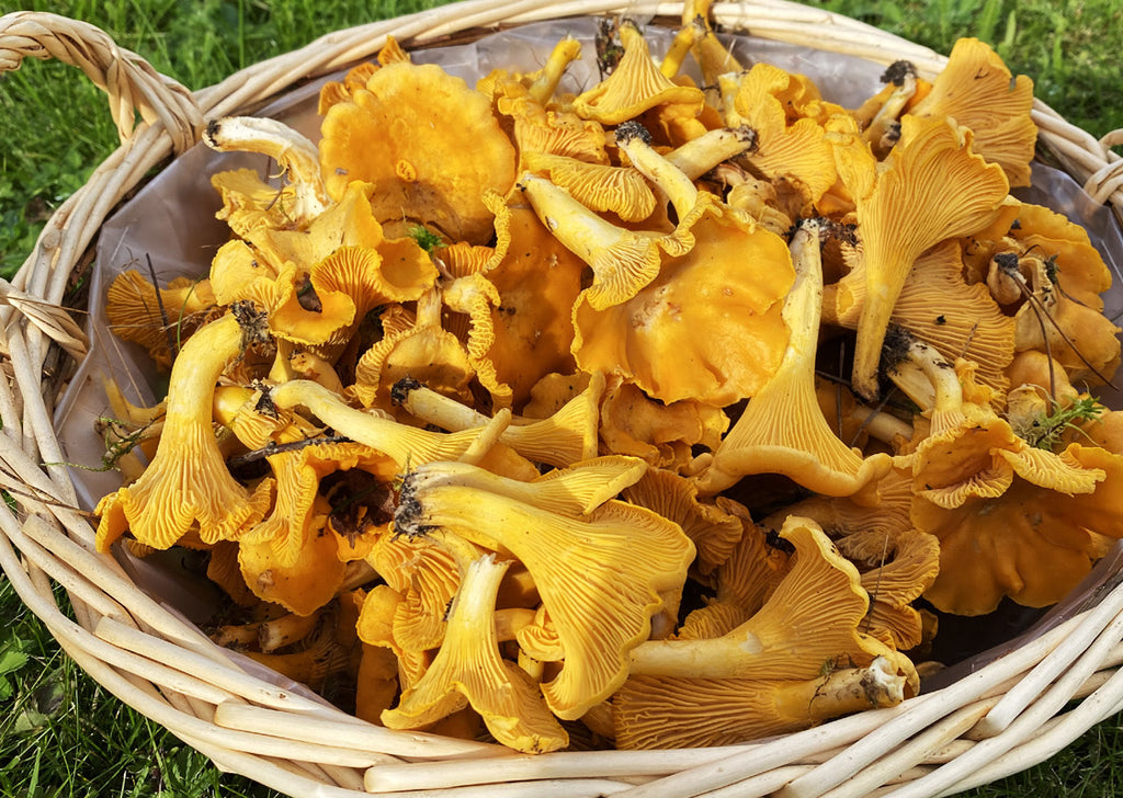 Chanterelles in a basket