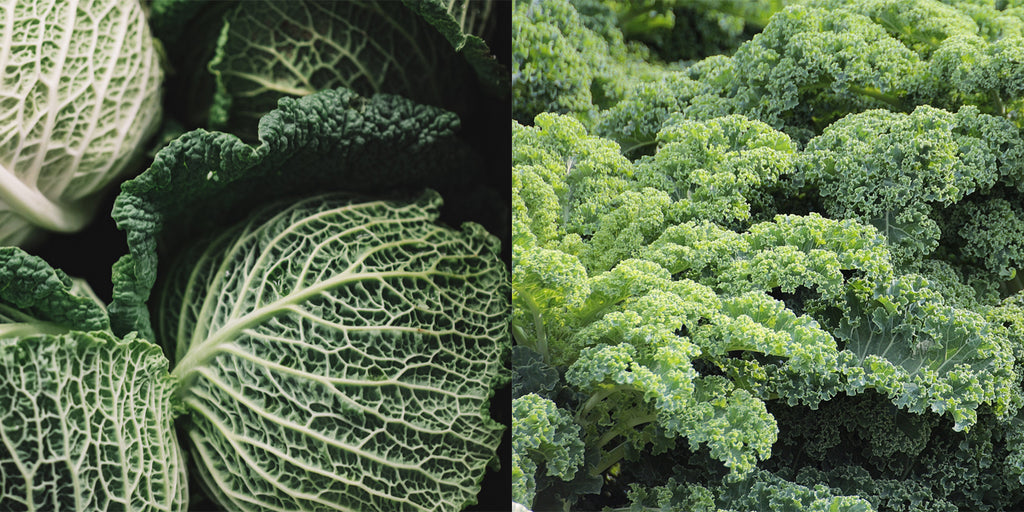 kale and cabbage