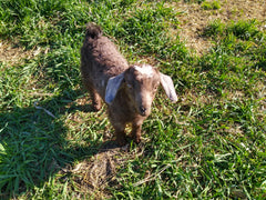 Little goat in grass