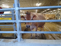 Swiss cow in Iowa barn.