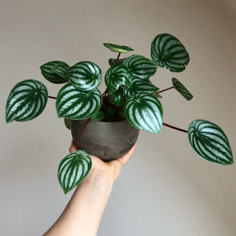The Plant People Blog Alltheplantbabies Water Light Plant Shop