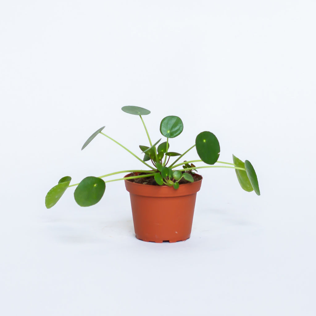 Chinese Money Plant Pilea Peperomioides Water Light Plant Shop - 