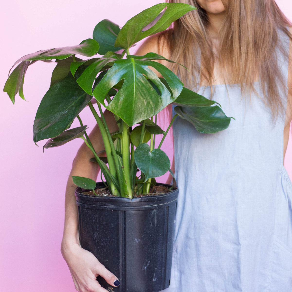 monstera deliciosa philodendron