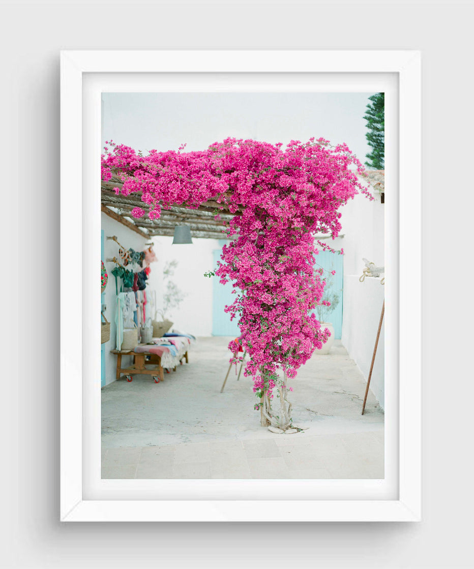 Bougainvillea, Formentera – Greg Finck