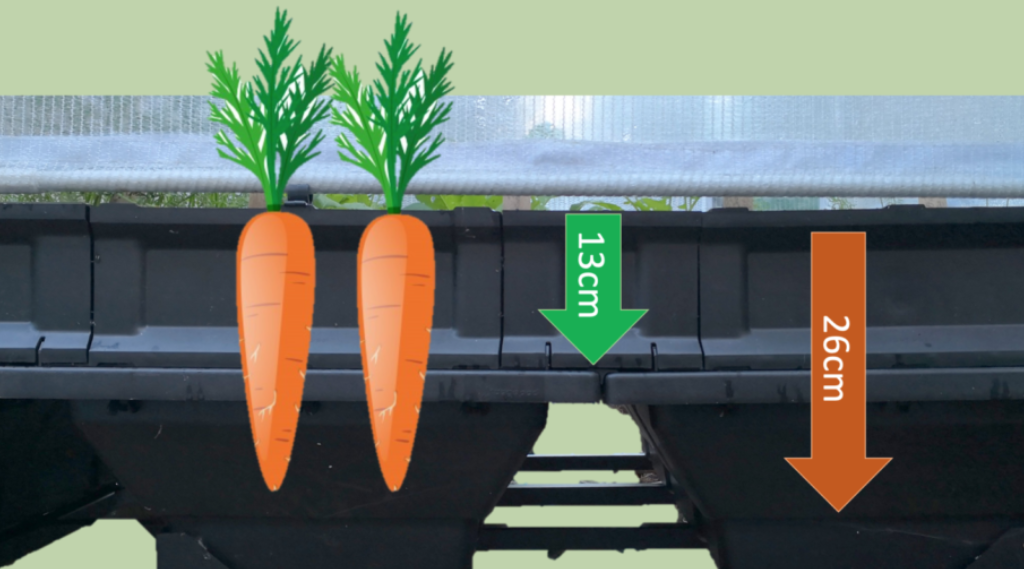Planting carrots in a Vegepod