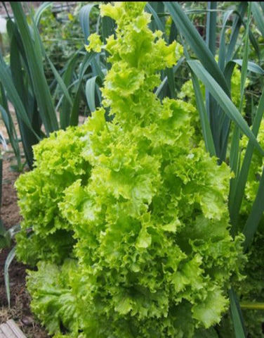 bolting lettuce
