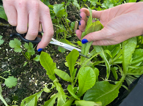 Thinning seedlings in the Vegepod