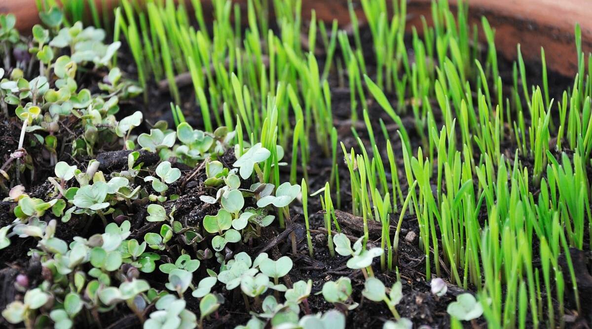 microgreens