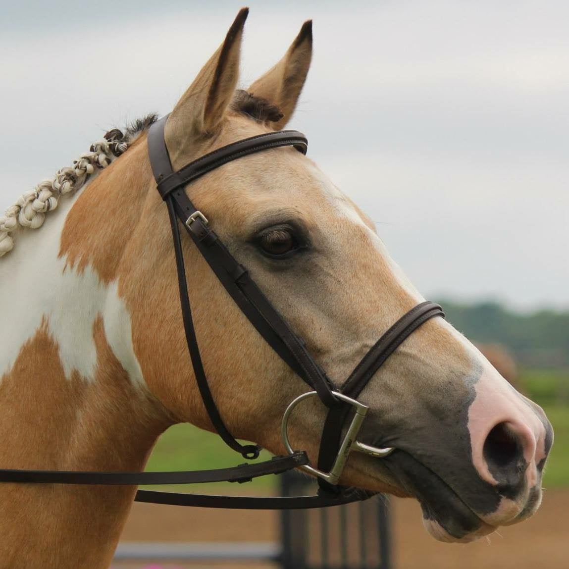 Camelina oil can help reduce allergy-induced skin problems in horses