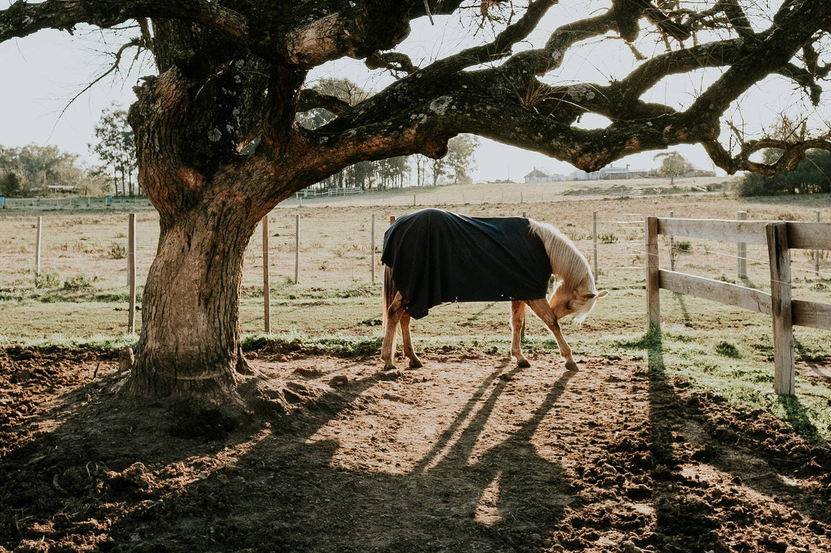 things-to-consider-before-blanketing-your-horse