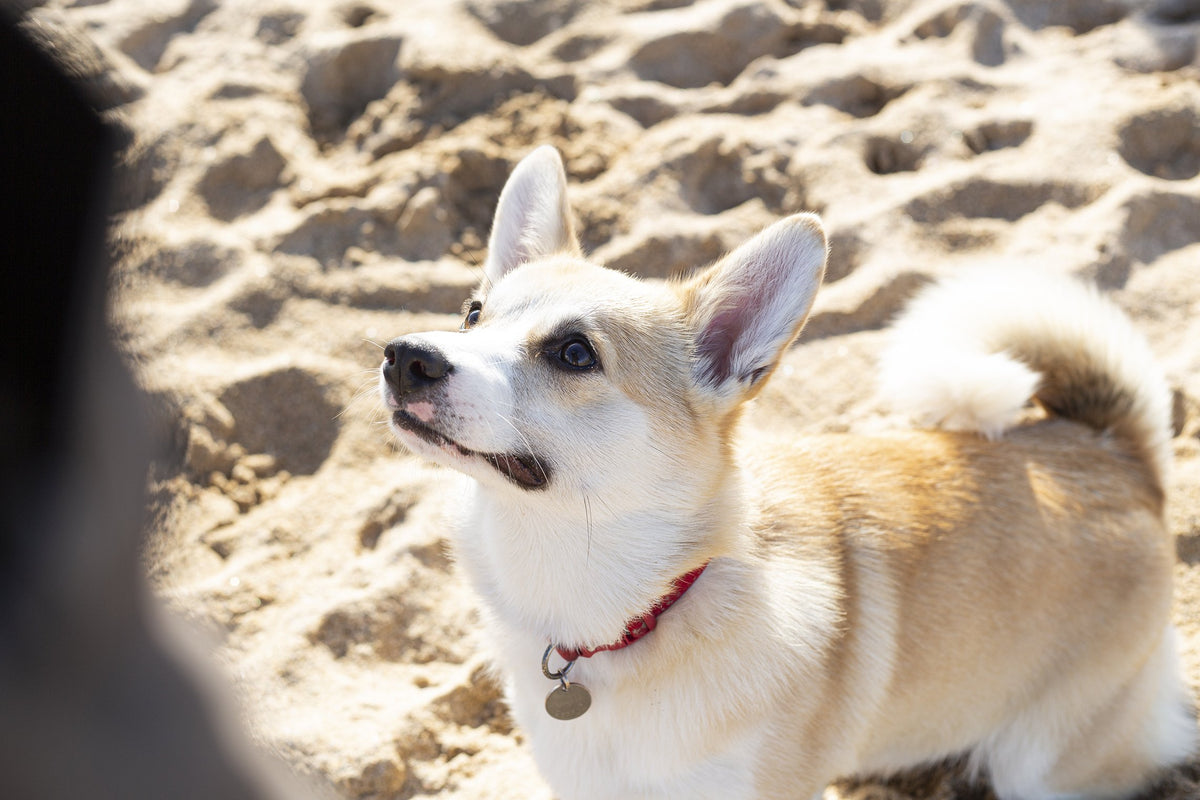 canagan small breed dog