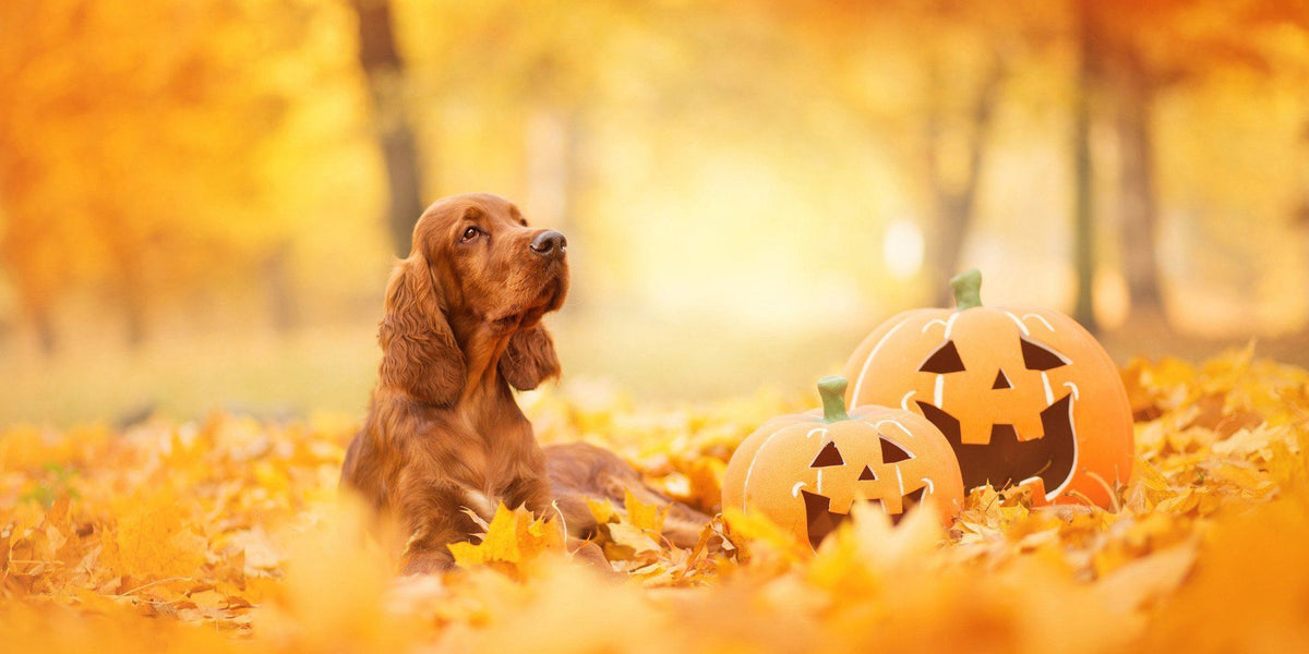 how do you treat constipation in dogs pumpkin