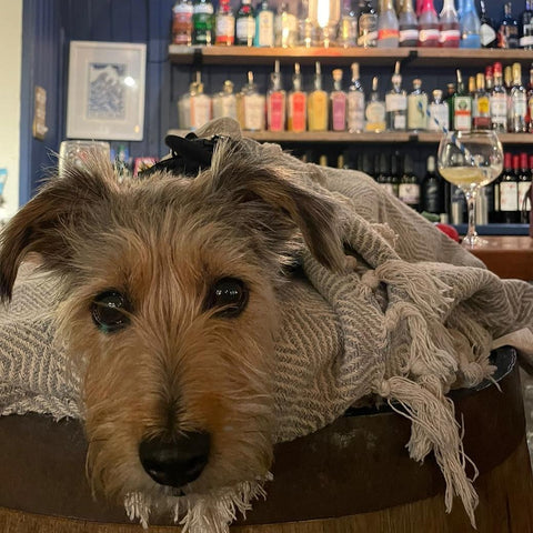 Dog Friendly Pub in Cornwall Pityme Inn