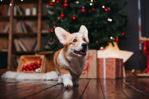 Christmas Dog Safety