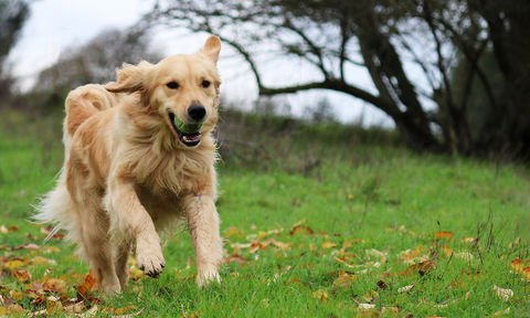 Dog Walking New Year's Resolution