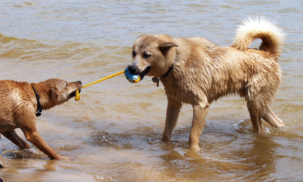 Tug of War Day