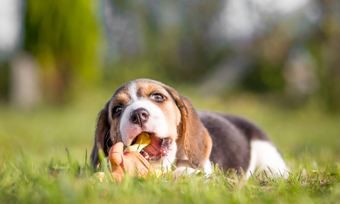 Puppy Chewing - Natural chews for puppies.
