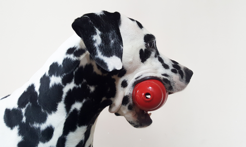 Dog Toy Safety