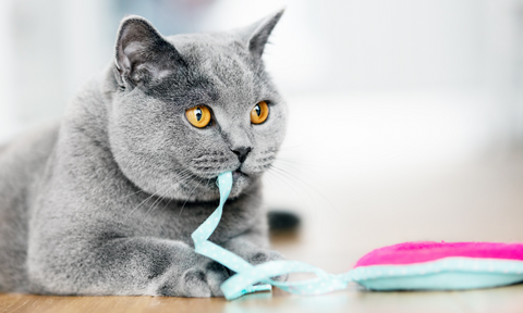 Cat Toy Safety