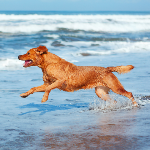 Cold-Pressed flaxseed oil for dogs, benefitting their joints and mobility.