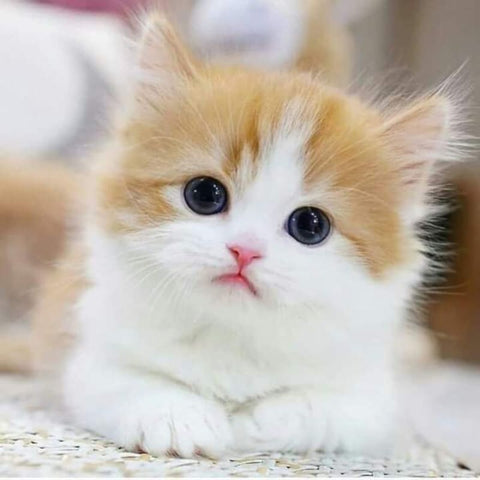 Sad Looking Kitten