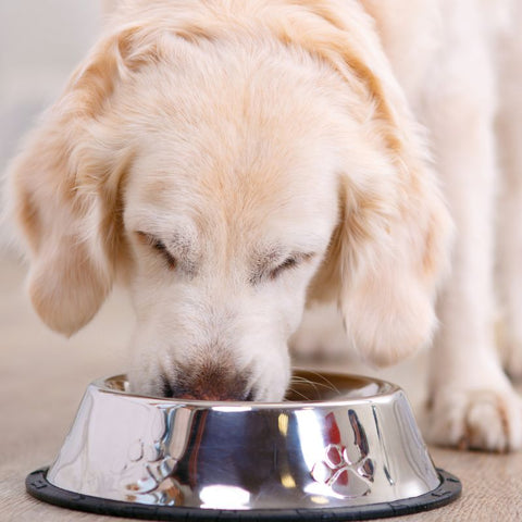 Dog eating Wet Food From Bowl