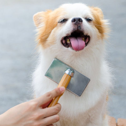 Dog Enjoying a Good Brush