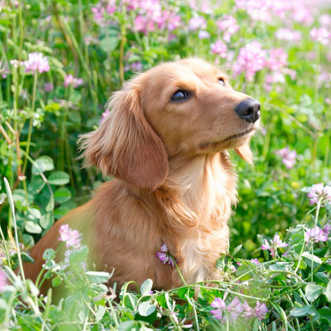 Dog In Flower Bed