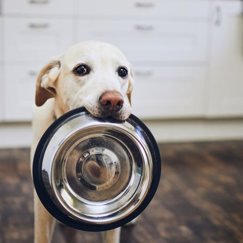 Dog with Bowl in Mouth