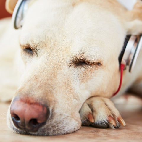 Dog With Headphones on