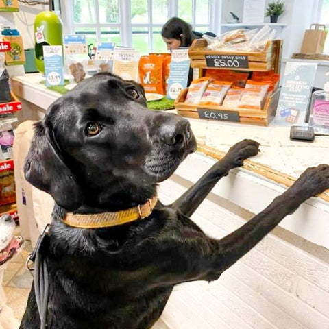 Dog at Counter with Vegetarian Treat Bags