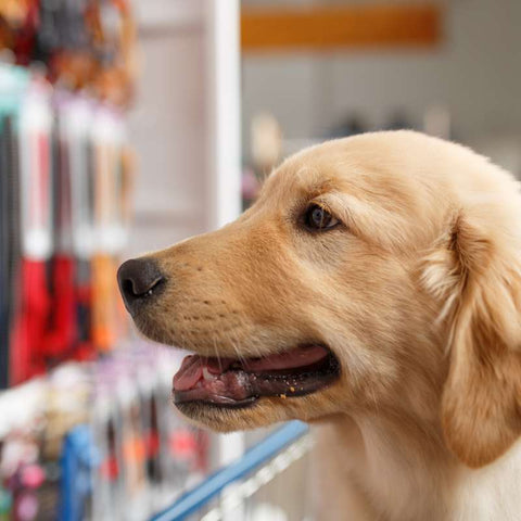 Dog Browsing the Pet Shop