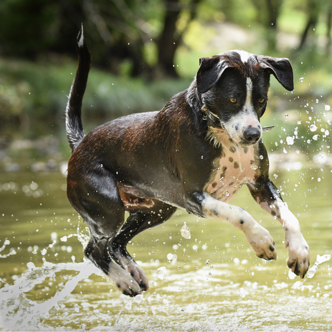 Dog mid jump in stream