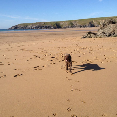 Dog Enjoying a Cornish Beach