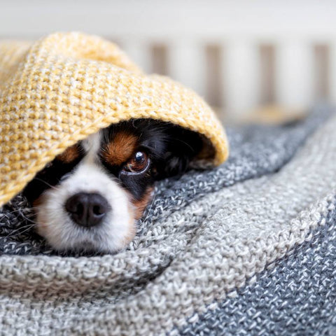 A Dog In Comfortable Blanket