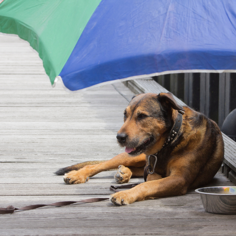 dog under umbrella with water bowl