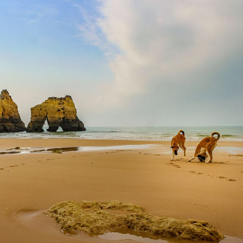 Dogs on a Beach Enjoying Nature