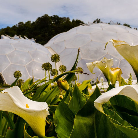 Eden Project Biomes