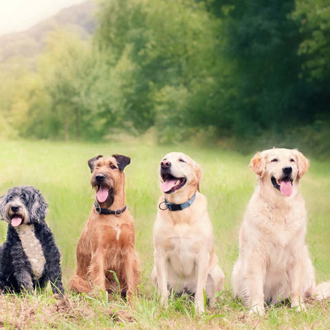 A group of happy dogs