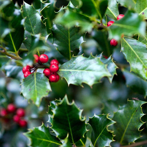 Holly As a Decoration at Christmas