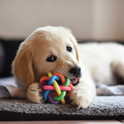 Dog Playing with Puzzle Toy