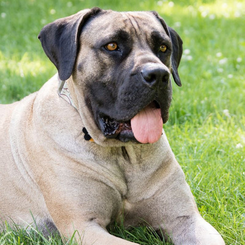 Large Breed Dog laying on Grass