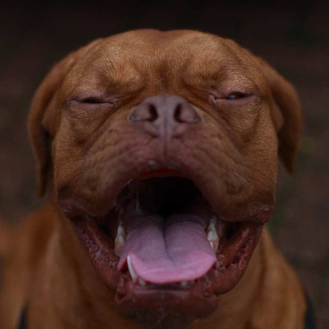 A laughing dog