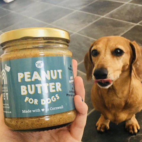 Dog Looking Longingly at Some Peanut Butter For Dogs