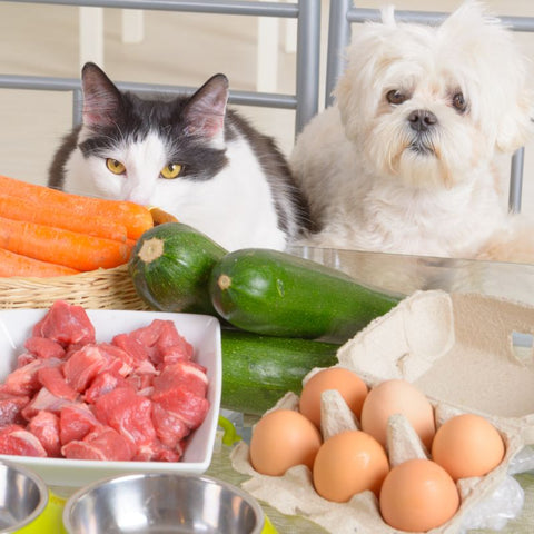 Dog and Cat With Good Quality Pet Food Ingredients