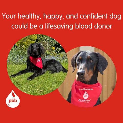 Lifesaving Dog Blood Donors