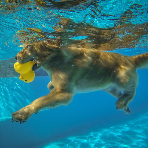 Puppy Exercising in Swimming Pool